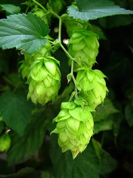 HOPS