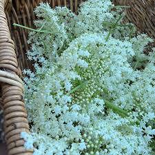 R.JELINEK ELIXIR ELDERFLOWER 14.7% 700ml