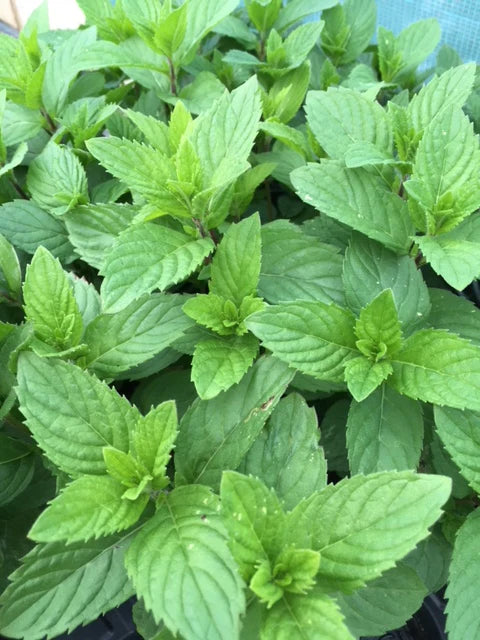 SOPLICA LEMON MINT 28% 500ml