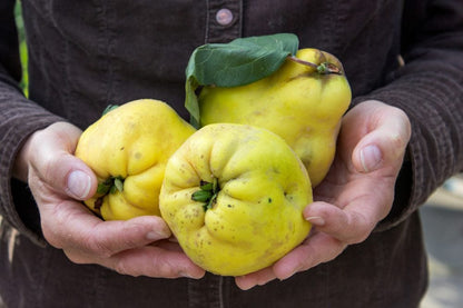 SOPLICA LEMON - QUINCE 28% 500ml